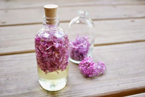 Lilac Essential Oil, Lilac Oil, Lilac Perfume, Essential Oil Perfumes Recipes, Homemade Perfume, Lilac Tree, Perfume Recipes, Diy Kosmetik, Diy Perfume