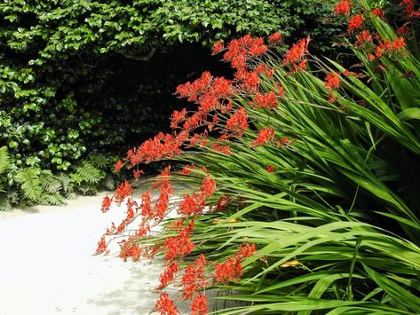 Crocosmia 'Lucifer' Care & Growing Tips | Horticulture.co.uk Sun Loving Flowers, Crocosmia Lucifer, June Flower, Sunny Garden, West Facing Garden, Herbaceous Border, Indian Paintbrush, Growing Tips, Hardy Plants