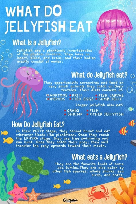 Marine Biology Notes Jellyfish, Jellyfish Fun Facts, Different Types Of Jellyfish, Jelly Fish Facts, Jellyfish Infographic, Jellyfish Information, Shark And Jellyfish, Jellyfish Anatomy, Facts About Jellyfish