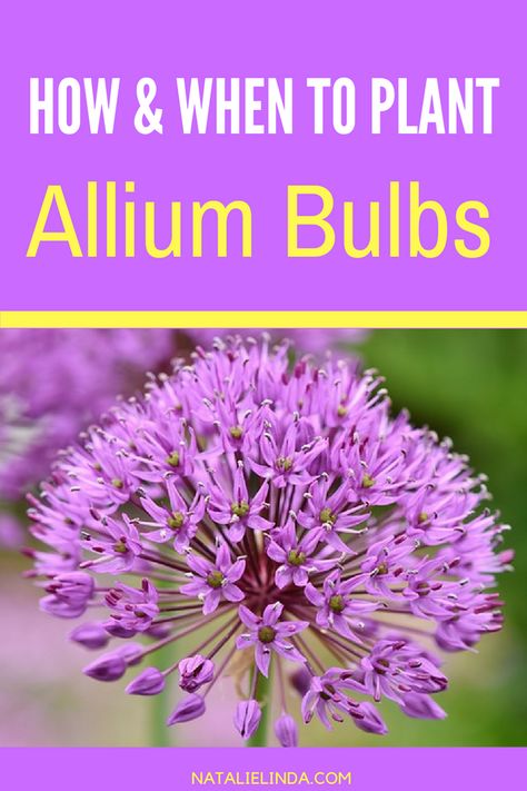 Learn how to grow allium bulbs in the Fall so they can bloom for you in the Spring and early Summer! This low-maintenance perennial is easy to grow and is also a long-blooming plant! Allium Bulbs, Purple Perennials, Bulb Planting, Low Maintenance Garden Design, Allium Flowers, Longfield Gardens, Long Blooming Perennials, When To Plant, Garden Growing