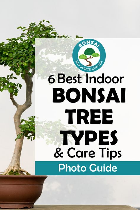 Different Types Of Bonsai Trees, Indoor Bonsai Tree Types, Indoor Bonsai Tree For Beginners, Best Bonsai Trees, How To Grow Bonsai At Home, Bonzai Tree Care, Bonsai Tree Care Indoor, How To Care For Bonsai Tree, How To Make Bonsai Tree At Home