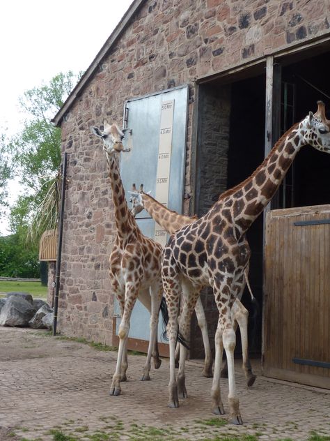 Chester Zoo, UK Zoo Drawing, Me And My Daughter, Forest Lodge, Chester Zoo, Animal Sanctuary, Giraffes, Zoo Animals, Chester, My Daughter