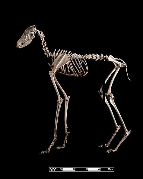 Kelpie Horse, Maned Wolf, Not Aesthetic, Animal Skeletons, Animal Anatomy, Bizarre Art, Wolf Drawing, Animal Bones, Pretty Animals