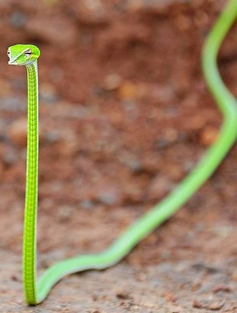 Venomous Snakes Have Triangle Heads: What You Were Taught Wrong About Identifying Venomous Species — Steemit Baby Exotic Animals, Snake Medicine, Animals Habitat, Vine Snake, Photoshopped Animals, Snake Images, Cute Snakes, Snake Photos, Danger Noodle