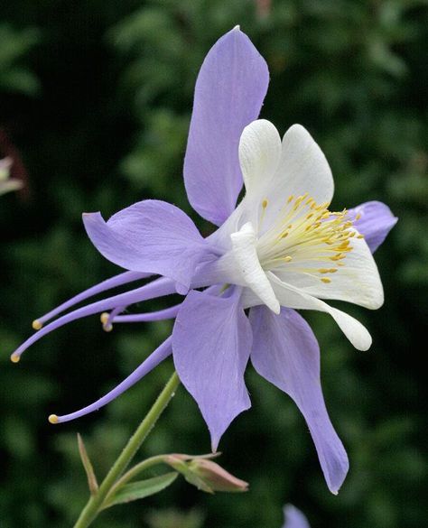 Bosy on Twitter: "Beautiful 💜… " Columbine Flower, Unusual Flowers, 수채화 그림, Purple And White, Exotic Flowers, Flower Beauty, Beautiful Blooms, Rocky Mountain, Dream Garden