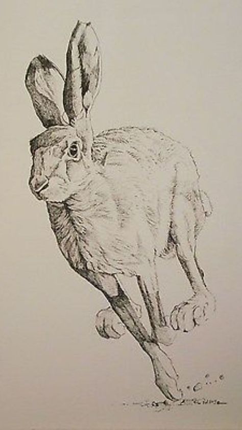 Rabbit Sketches, Easter Drawing Ideas, Fox Pencil Drawing, Hare Sketch, Rabbit Anatomy, Rabbit Sketch, Easter Drawing, Hare Watercolour, Running Illustration