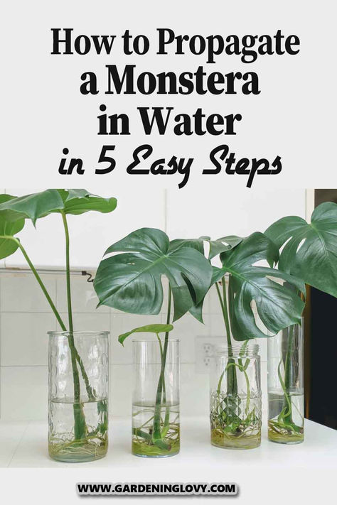 Monstera Garden Design, Propagating House Plants In Water, Monstera Plant Propagation In Water, Water Propagation Monstera, Indoor Plants Propagation, Care For Monstera Plant, How To Plant Monstera, Planting Propagated Plants, Monstera Hanging Plant