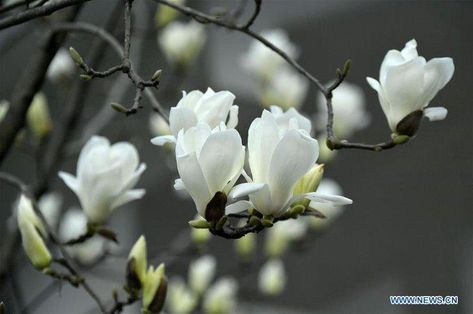 Yulan Magnolia, Flower Magnolia, Wetland Park, Magnolia Flowers, Flower Meanings, A Beautiful Flower, Plant Images, Fruit Flowers, Plant Aesthetic