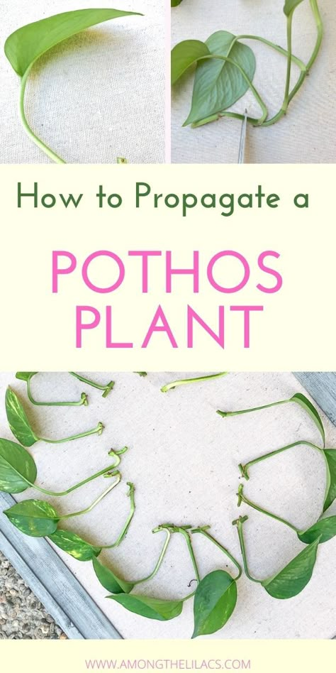 Propagate Pothos, Pothos Plant Care, Philodendron Care, Tanaman Air, Pothos Plants, Blooming Perennials, Houseplant Decor, Propagate Plants, Neon Pothos