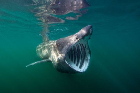 Basking Shark, Shark Pictures, Mako Shark, Shark Family, Shark Gifts, Marine Animals, Ocean Creatures, Weird Animals, Animals Of The World