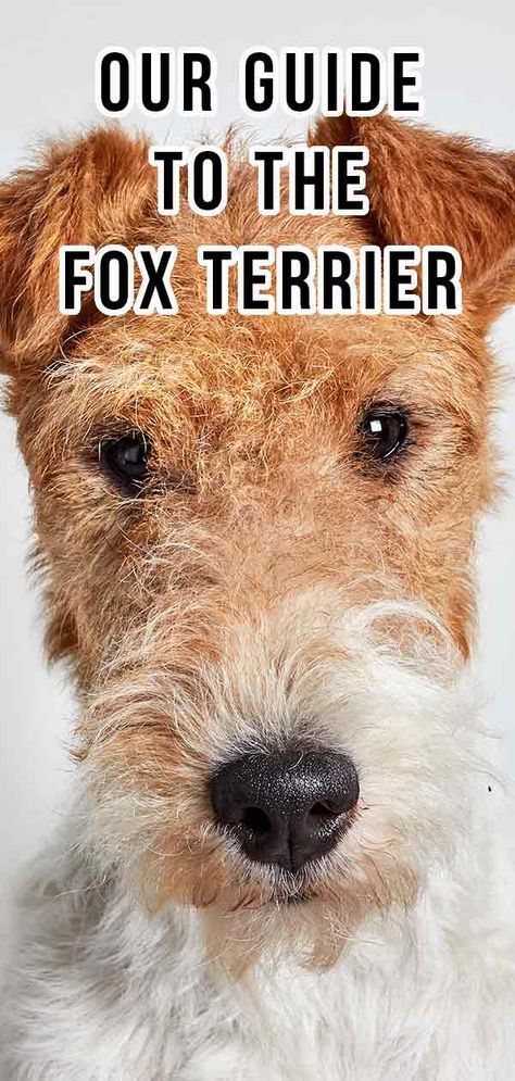 Wire Fox Terrier Grooming, Wired Haired Fox Terrier, Wire Hair Fox Terrier, Fox Terrier Smooth, Terriers Breeds, Wire Fox Terrier Puppies, Wire Haired Fox Terrier, Airedale Terrier Puppies, Fox Terrier Puppy