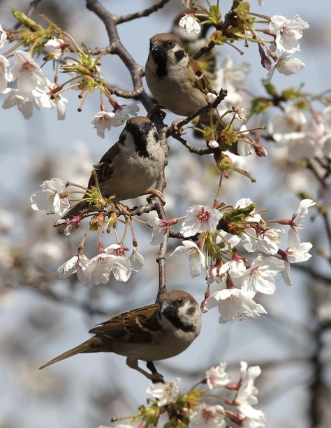 Birds & Cherry Blossoms - Japan April 5, 2012 Bird Cottage, Sparrow Tattoo, Japan Cherry Blossom, Cherry Blossom Japan, Sparrow Bird, Bird Pictures, Little Birds, Bird Feathers, Love Birds