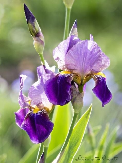 Blue Iris Flowers, Iris Art, Iris Painting, Iris Garden, Artistic Images, Purple Iris, Garden Photography, Iris Flowers, Irises