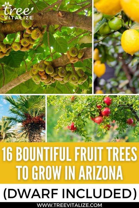 16 Fruit Trees to Grow in Arizona (Includes Dwarf) Zone 9b Gardening Arizona, Desert Vegetable Garden Arizona, Desert Vegetable Garden, Arizona Homestead, Arizona Gardens, Zone 9 Gardening, Arizona Plants, Crunchy Life, Grapefruit Tree