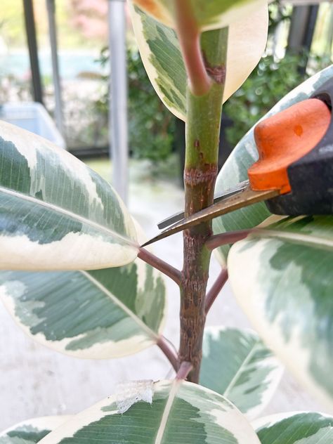 how-to-propagate-rubber-plant-in-water Propagating A Rubber Plant, How To Propagate A Rubber Tree Plant, Propagate Rubber Tree, How To Propagate Plants From Cuttings, Rubber Fig Plant, Propagating Rubber Tree Plant, How To Propagate Rubber Plant, Propagating Rubber Plant, Ficus Propagation