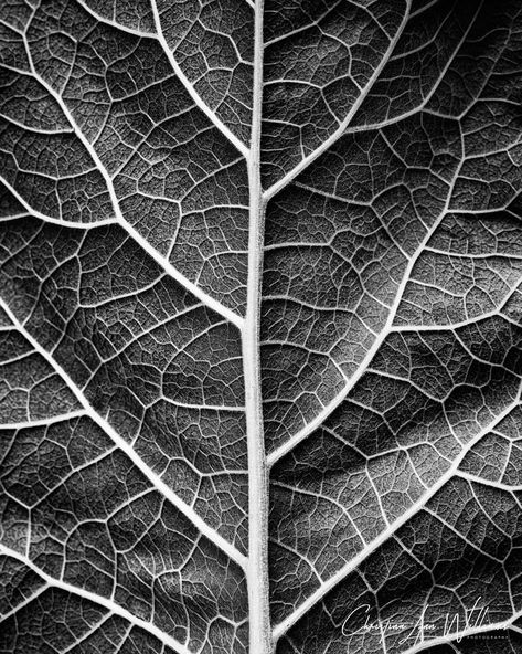 Leaf Texture Drawing, Leaf Veins, Moody Nature, Collage Images, Dandelion Leaves, Nature Projects, Black And White Leaves, Leaf Photography, Texture Drawing