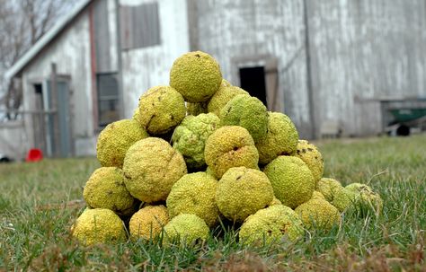 Hedge Apples Uses, Hedge Apples, Livestock Fence, Living Fence, Apple Trees, Apple Seeds, Sustainable Farming, Why Do People, Seed Pods