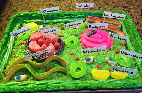 My 7th grade daughter made an edible model of a Plant Cell  out of a cupcake & Rice Krispy Treats. She used graham crackers with icing for the cell wall, & we had fun picking out candies at the dollar store for the organelles!  Yum yum Plant Cell Cake Model, Model Of A Plant Cell, Plant Cell Cake, Edible Animal Cell, Animal Cell Model Project, 3d Plant Cell, Edible Cell Project, Animal Cell Model, Plant Cell Project