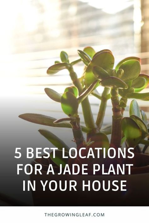 Discover the perfect spots to showcase your beautiful jade plant! 🌿 Whether you're a Feng Shui enthusiast or just want your plant to thrive, these 5 best locations in your house will make your jade plant flourish. From south-facing windows to strategic entryway placement, find out how to maximize sunlight and positive energy for your jade plant. 🏡🪴 #JadePlantCare #IndoorGardening #FengShuiPlants #HouseplantLove Jade Plants Indoor, How To Care For Jade Plant Indoors, Variegated Jade Plant, Jade Plant Care Indoor, Jade Plant Decor Ideas, Jade Plant Feng Shui, Jade Plant Indoor, Jade Plant Pruning, Inside House Plants