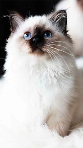 Ragdoll Cat - Mobile Wallpaper HD Free Download – Himalayan Persian Cats, Himalayan Persian, Cat Breeds Ragdoll, Mitted Ragdoll, Ragdoll Kittens For Sale, Ragdoll Kittens, Himalayan Cat, Persian Cats, Cat Shedding