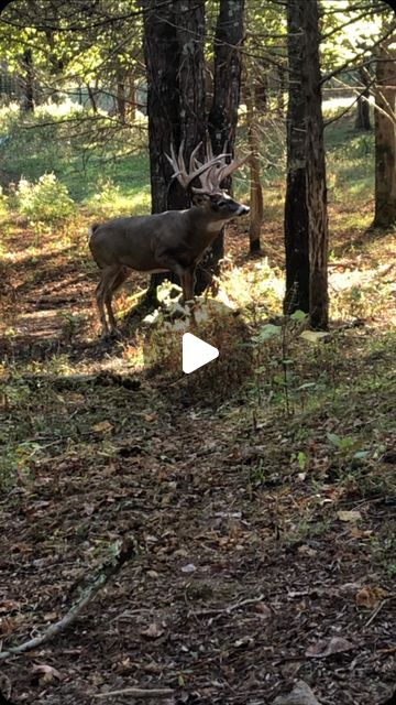 21K likes, 519 comments - samsonsmountain on May 15, 2024: "Bull 618-771-3992". Funny Deer Pictures, Deer Hunting Videos, Big Whitetail Bucks, Hunting Videos, Whitetail Deer Hunting, Big Deer, Deer Hunting Tips, Funny Deer, Deer Mounts