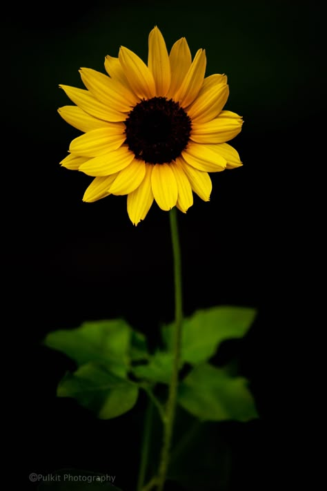 Flower Refrences Photos, Sunflower Black Background, Yellow Tattoo, Sunflower Accessories, Single Sunflower, Sunflower Love, Hawaii Flowers, Flower Chart, Sunflower Photography