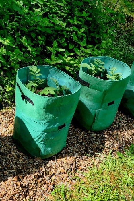 How To Grow Potatoes in a Bag - Plant Food At Home When To Plant Potatoes, Potatoes In Containers, Container Vegetable Garden, Grow Potatoes In Container, Container Vegetable Gardening, City Gardening, Grow Lettuce, Container Potatoes, Potato Gardening