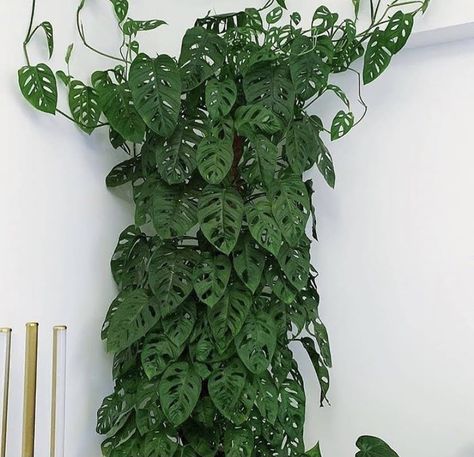 Plants Indoor Decor, Big Potted Plants, Flowering Succulents, Monstera Adansonii, Plants Are Friends, Inside Plants, Low Light Plants, Plant Decor Indoor, Plants Indoor