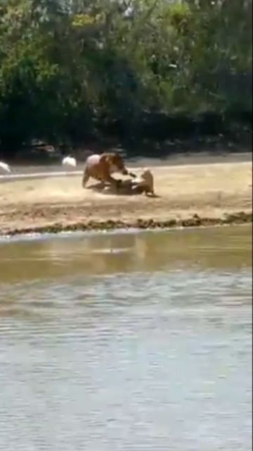 wildanimalpower on Instagram: "Jaguar attack on caiman crocodile 😮 _ _ _ _ _ _ #🐊 #🐆 #netgeo #netgeowildlife #wildlifeprotection #wildanimallifes #wildanimalpower98 #wildanimalshorts #wildlifeofindia #wildloveadventures #wildlifeconservation #wildliveplanet #wildlifeonearth #wildlifeaddict #krugerrnationalpark #krugersightings #maasaaimaara #maasaisightings #letestsightings #jaguar #jaguarvscaimancrocodile #jaguarattack #nature #nationalgeographic" Wild Animals Attack, Caiman Crocodile, Animal Attack, Wild Animals, Big Cats, Jaguar, Animals Wild, Instagram Profile, Animals