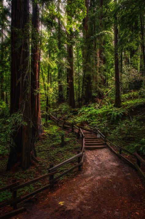 Carpathian Forest, Ormanlık Alan, Coastal Redwood, Wooden Path, The Enchanted Forest, Muir Woods, Redwood Forest, Forest Path, Walk In The Woods