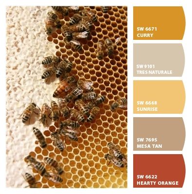 Butterscotch Color Palette, Honeycomb Color Palette, Honey Color Pallete, Bee Color Palette, Honey Color Palette, Benjamin Moore Ochre Paint Colors, Bee Color Pallete, Wood Shutters Exterior, Tan Paint Colors