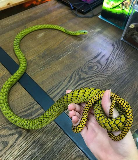 Dendroaspis viridis, West African green mamba Green Mamba, Pretty Snakes, Colorful Snakes, Snake Lovers, Cute Reptiles, Cute Snake, Beautiful Snakes, Pet Snake, Reptile Snakes