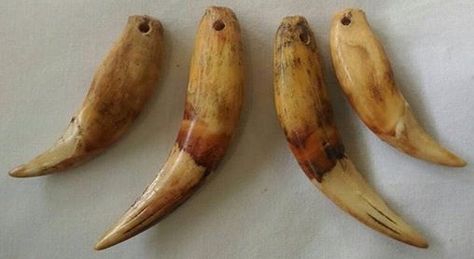 Tiger teeth. Tiger Teeth, Teeth Anatomy, Tiger Tooth, Animal Teeth, African Trade Beads, Trade Beads, Anatomy, Beads, Pendant