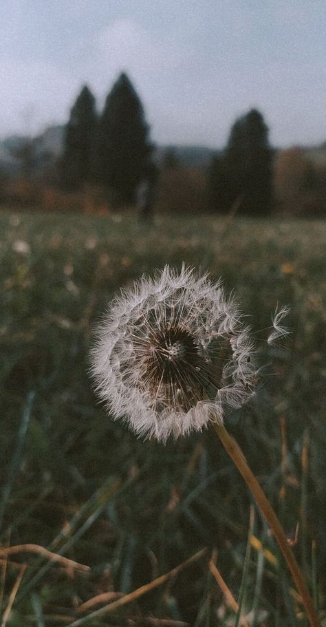 Garden Corner Ideas, Dandelion Wallpaper, Corner Ideas, Garden Corner, A Dandelion, Garden Makeover, Nothing But Flowers, Dandelion Flower, Aesthetic Photography Nature