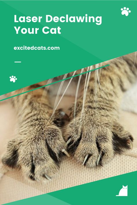 Although the percentage of people who declaw their cats is dwindling, more veterinarians who offer the surgery give their clients the option to use a laser for the incision. Is laser declawing the right choice for you and your cat? We’ve put together a list of the pros and cons to help you make the decision. Read more! #cat #cutecat #excitedcats #catoftheday #catlife #catdeclawing Declawing Cats, Cat Vet, Cat Laser, Veterinarian, Cat Day, Cat Life, Surgery, Cute Cat, Old Things