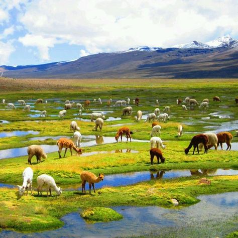 Horse Yard, Colca Canyon, Backpacking South America, Mughal Architecture, Inca Trails, Peru Travel, Travel South, South America Travel, Magic Carpet