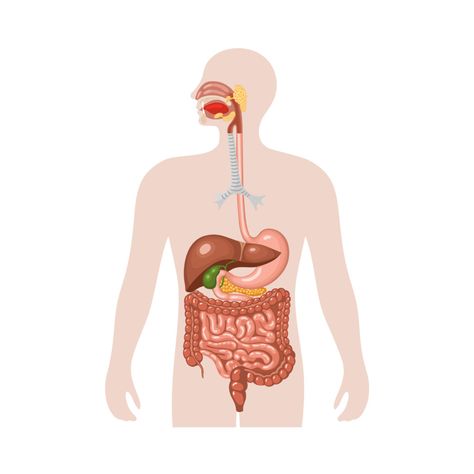 Digestive System Model, Digestive System Anatomy, Biology For Kids, Human Biology, Human Digestive System, Sistem Pencernaan, Creative School Project Ideas, Systems Art, Human Organ