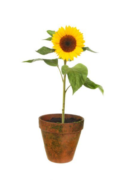 Can You Grow Sunflowers In Containers – Tips For Planting Sunflowers In A Pot Sunflowers In Containers, Sunflowers In A Pot, Sunflower In Pot, When To Plant Sunflowers, Sunflower In A Pot, How To Grow Sunflowers, Plant Advice, Sunflower Pot, Grow Sunflowers