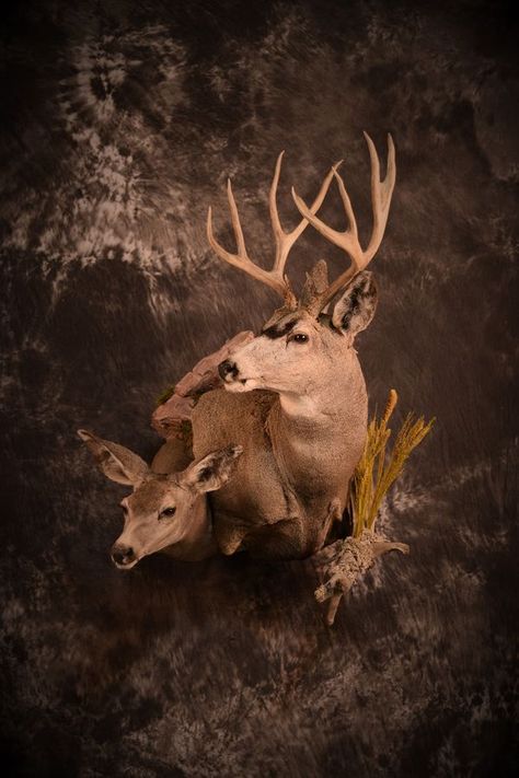 Dave Booth Taxidermy Mule Deer Buck, Buck And Doe, Mule Deer, Taxidermy, Deer