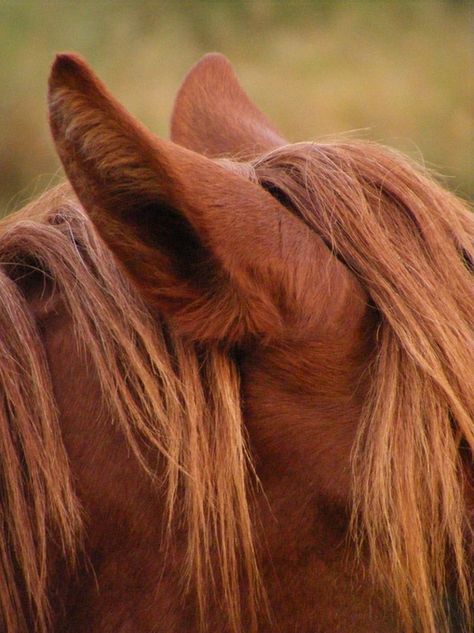 Share your photos and win prizes Horses Reference, Horses Ears, Ear Picture, Horse Reference, Horse Ears, Horse Anatomy, Win Prizes, Anatomy Reference, Picture Search