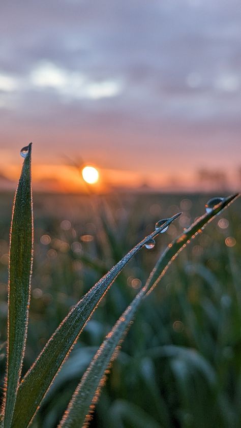 Morning photographs at sunrise. Gentle Morning Aesthetic, ဆောင်းရာသီ Photo, Sunrise Walks Aesthetic, Fresh Morning Aesthetic, Morning Background Wallpapers, Good Morning Nature Sunrises, Aesthetic Plant Photos, Early Morning Pictures, Morning Aesthetic Pictures