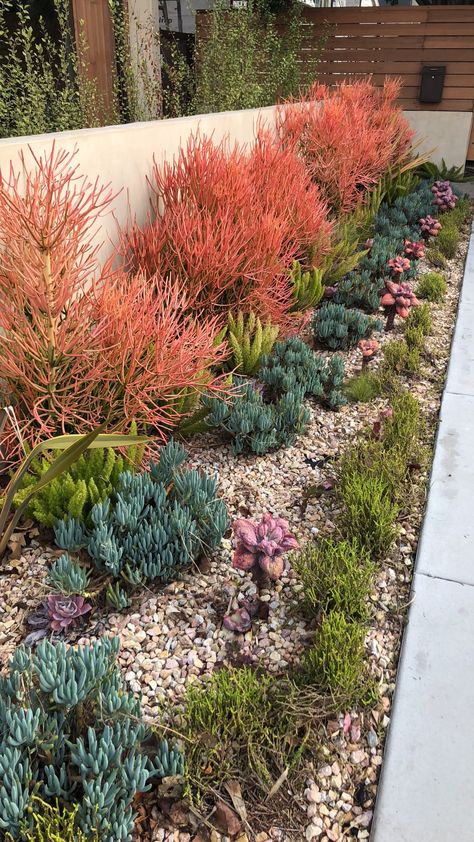 Southern Ca Landscaping Ideas, Modern Wildflower Garden, Mediterranean California Landscape, Large Succulent Garden, Succulent Border Garden, Architectural Garden Design, Succulent Yard Landscaping, Side Front Yard Landscaping Ideas, Southern California Native Landscaping