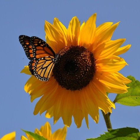 Monarch Butterflies Photography, Yellow Aesthetic Pastel, Sunflower Butterfly, Sunflower Pictures, Trending Pins, Butterfly Pictures, Nature Art Painting, Yellow Aesthetic, Monarch Butterfly