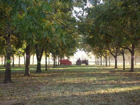 Peaches have been an important part of Porter's history over the last century. Livesay Orchard Farms has been a family-owned farm for several generations and is located at 39232 231st Street South in Porter. Oklahoma Homestead, Pencil Reference, January Goals, Peach Farm, Italy 1983, Farm Orchard, Somewhere In Northern Italy 1983, Peach Orchard, Oklahoma Travel