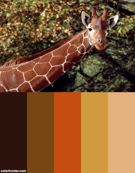 Zoo Games, Giraffe Colors, Camouflage Colors, Colour Schemes, Color Pallets, Colour Palette, Trinidad, Design Inspo, Color Palettes