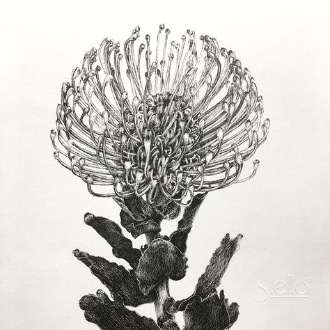 Pincushion protea Pen & ink illustration Protea Flower Drawing, Protea Drawing, Pincushion Flower, Pincushion Protea, Stella Art, Protea Art, Nature Tattoo Sleeve, Australian Natives, Nature Tattoo