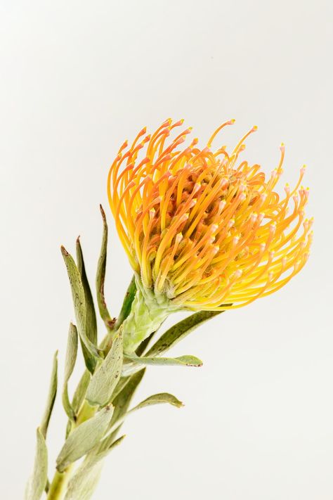 Image Orange, Pincushion Protea, Protea Flowers, Yarrow Flower, Orange Ranunculus, Macro Photography Flowers, Yellow Rose Flower, Delphinium Flowers, Sweet Pea Flowers