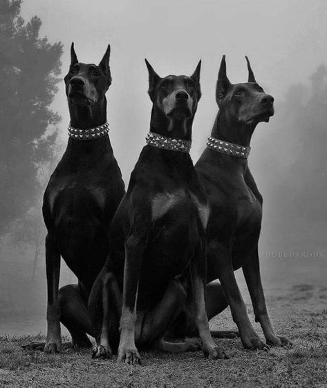 The three graces Photo credit: @dobedakoda Three Dogs Aesthetic, Doberman Grey, Big Scary Dogs, 3 Doberman, Perro Doberman Pinscher, Black And Tan Terrier, Doberman Puppies, Black Dogs, Doberman Pinscher Dog