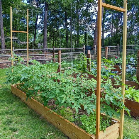 Learn how to maximize garden space by planting more tomato plants in a small space. Do away with expensive tomato cages and use string method for tomato support. Prune your plants for decent air flow and adequate sunlight. Tomato Plant Trellis, Cucumber Garden Trellis, Trellis Gardening, Cucumber Garden, Grow Vertically, Cucumber Trellis Diy, Tomato Support, Cucumber Gardening, Tomato Trellis