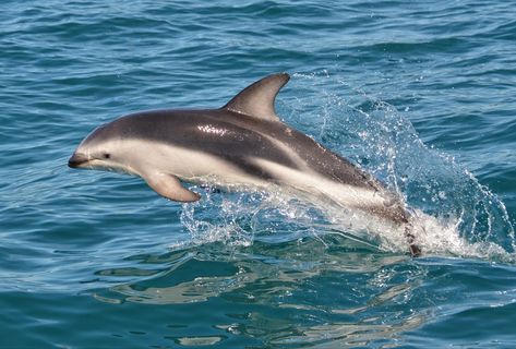 Name: Dusky Dolphin (Lagenorhynchus obscurus); Range: Coastal Southern Hemisphere; Status: Least Concern Dolphin Pics, Dusky Dolphin, Animal Anatomy, Navy Marine, Ocean Conservation, Marine Mammals, Dream World, Marine Biology, Narwhal